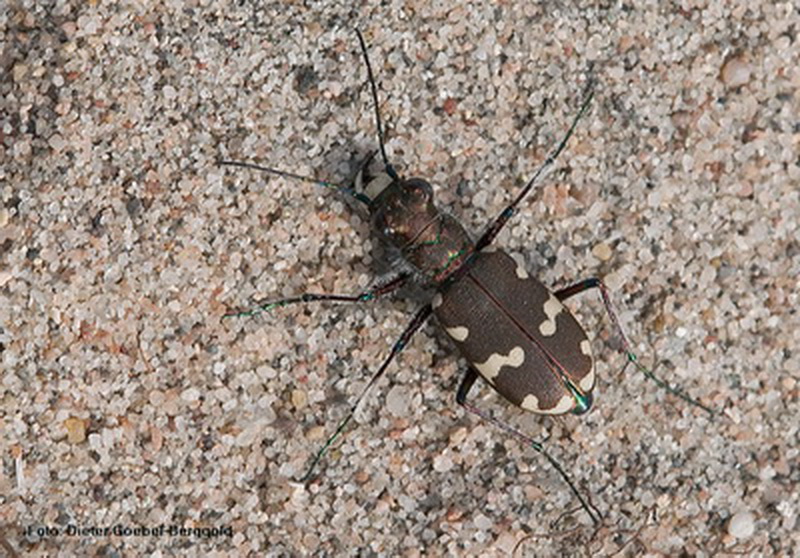 Brauner Sandlaufkäfer